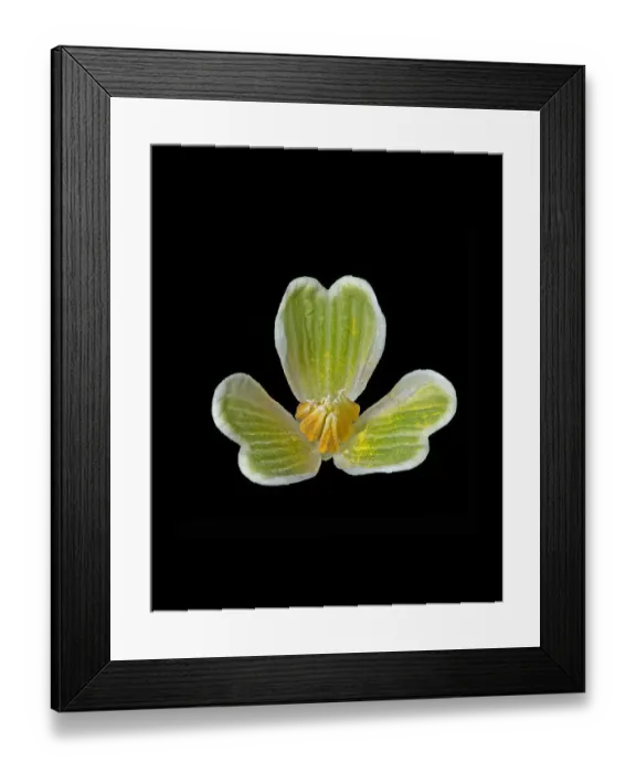 Framed Print : Snowdrop (Galanthus nivalis) anthers and inner petals. Outer petals have been removed Framed Print : Snowdrop (Galanthus nivalis) anthers and inner petals. Outer petals have been removed