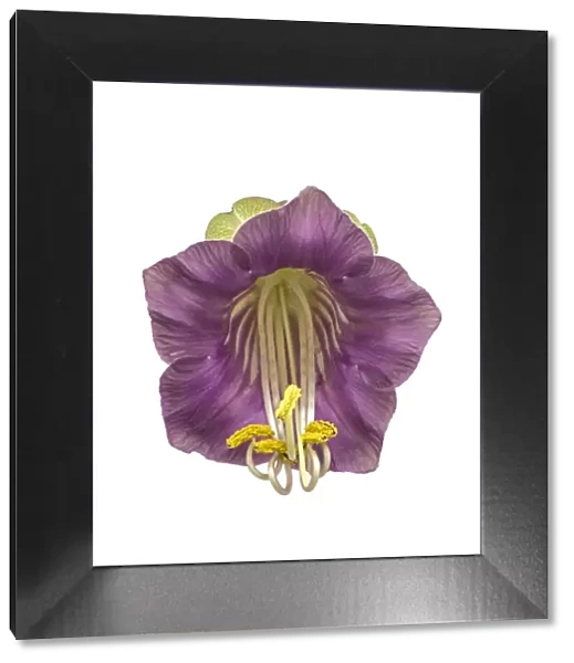 Cup and saucer plant (Cobaea scandens) with stamens contracting