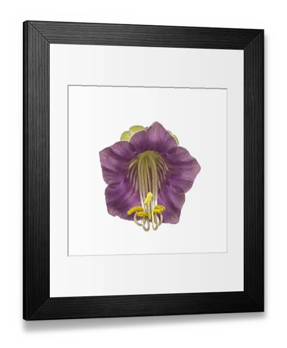 Framed Print : Cup and saucer plant (Cobaea scandens) with stamens contracting Framed Print : Cup and saucer plant (Cobaea scandens) with stamens contracting
