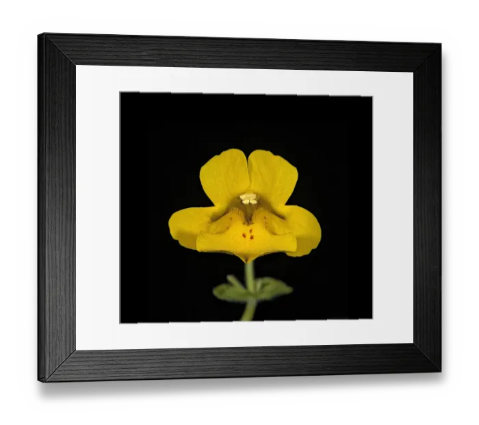 Framed Print : Seep monkey flower (Mimulus guttatus), bifid stigma above stamens. Nectar spot guides