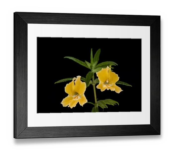 Framed Print : Orange bush monkeyflower (Mimulus aurantiacus). Native to California and Oregon, USA