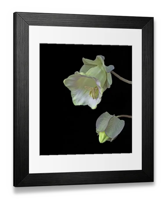 Framed Print : Cup and saucer plant (Cobaea scandens), bud and opening flower. Cultivated plant. Focused stacked Framed Print : Cup and saucer plant (Cobaea scandens), bud and opening flower. Cultivated plant. Focused stacked