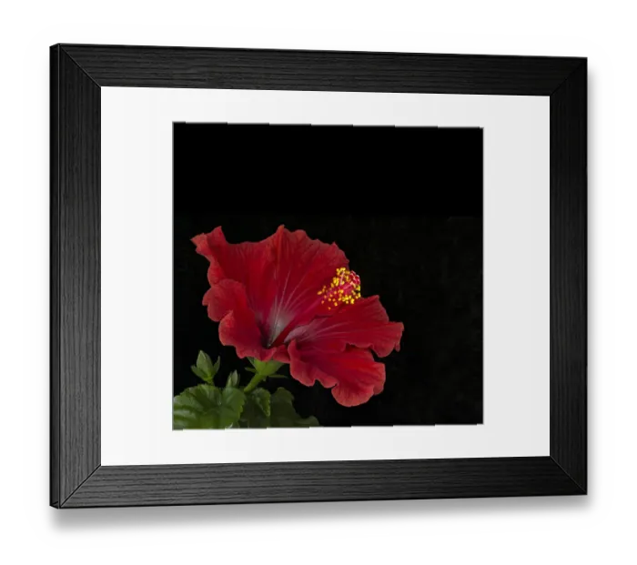 Framed Print : Hibiscus (Hibiscus sp) flower with stigmas and pollen covered stamens. Focus stacked Framed Print : Hibiscus (Hibiscus sp) flower with stigmas and pollen covered stamens. Focus stacked