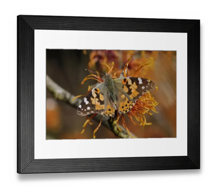 Framed Print : Painted lady butterfly (Vanessa cardui) nectaring on Witch hazel (Hamamelis x intermedia Framed Print : Painted lady butterfly (Vanessa cardui) nectaring on Witch hazel (Hamamelis x intermedia