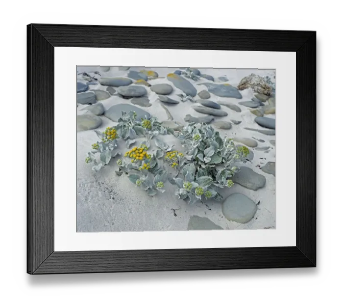 Framed Print : Sea cabbage (Senecio candicans) amongst pebbles on sandy seashore. Sea Lion island Framed Print : Sea cabbage (Senecio candicans) amongst pebbles on sandy seashore. Sea Lion island