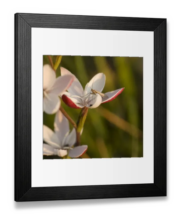 Framed Print : Moth (Lepidoptera) nectaring on Bokkeveld evening lily (Hesperantha cucullata) at dusk Framed Print : Moth (Lepidoptera) nectaring on Bokkeveld evening lily (Hesperantha cucullata) at dusk