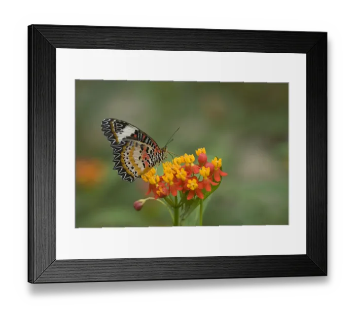 Framed Print : Leopard lacewing (Cethosia cyane) nectaring on Tropical milkweed / Bloodflower (Asclepias Framed Print : Leopard lacewing (Cethosia cyane) nectaring on Tropical milkweed / Bloodflower (Asclepias