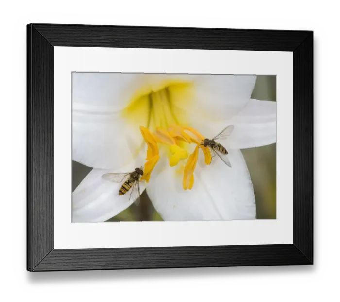 Framed Print : Marmalade hoverflies (Episyrphus balteatus), two feeding on pollen of Dwarf formosa lily