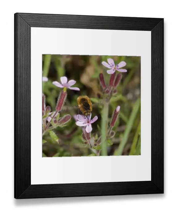 Framed Print : Bee-fly (Bombylius sp) nectaring on Rock soapwort (Saponaria ocymoides), blue pollen on head Framed Print : Bee-fly (Bombylius sp) nectaring on Rock soapwort (Saponaria ocymoides), blue pollen on head