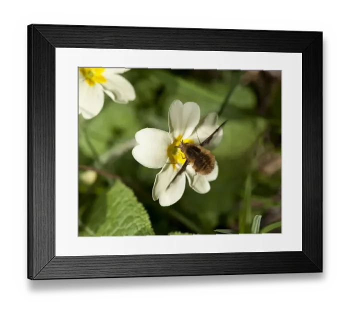 Framed Print : Common bee fly (Bombylius major) feeding on Primrose (Primula vulgaris). March Framed Print : Common bee fly (Bombylius major) feeding on Primrose (Primula vulgaris). March