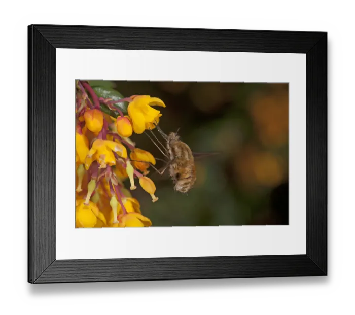 Framed Print : Common bee fly (Bombylius major) nectaring on Darwins barberry (Berberis darwinii) Framed Print : Common bee fly (Bombylius major) nectaring on Darwins barberry (Berberis darwinii)