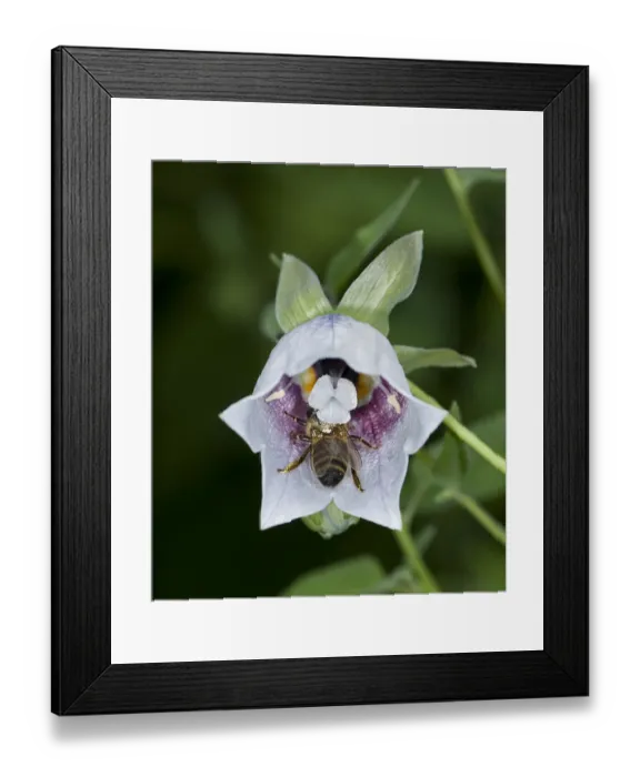 Framed Print : Honey bee (Apis mellifera) nectaring on Bonnet bellflower (Codonopsis clematidea) Framed Print : Honey bee (Apis mellifera) nectaring on Bonnet bellflower (Codonopsis clematidea)