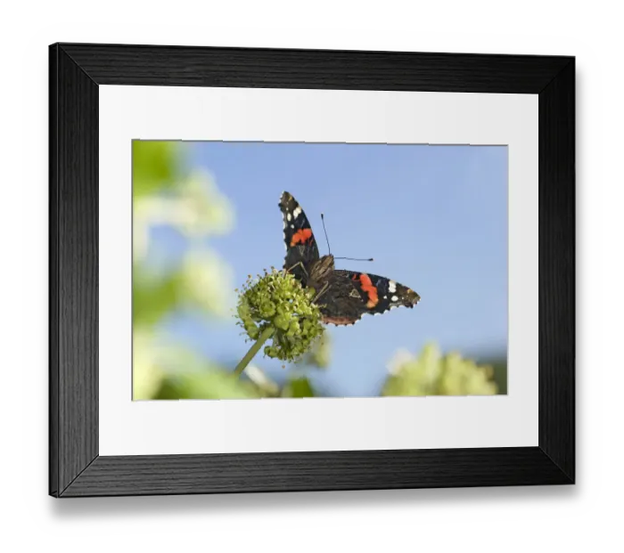 Framed Print : Red admiral (Vanessa atalanta) nectaring on Ivy (Hedera helix). September Framed Print : Red admiral (Vanessa atalanta) nectaring on Ivy (Hedera helix). September