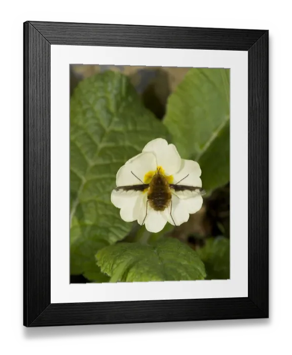 Framed Print : Large bee fly (Bombylius major) feeding on Primrose (Primula vulgaris). England, UK Framed Print : Large bee fly (Bombylius major) feeding on Primrose (Primula vulgaris). England, UK