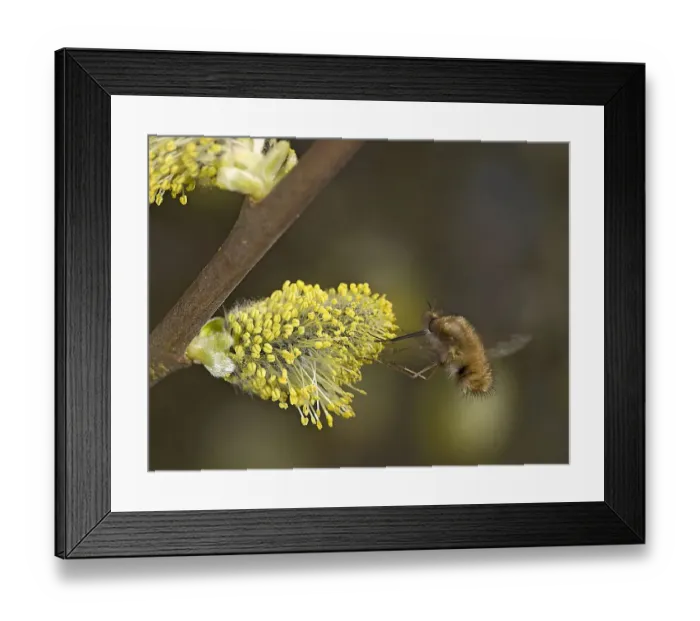 Framed Print : Common bee fly (Bombylius major) nectaring on Goat willow (Salix caprea) catkin. Surrey Framed Print : Common bee fly (Bombylius major) nectaring on Goat willow (Salix caprea) catkin. Surrey
