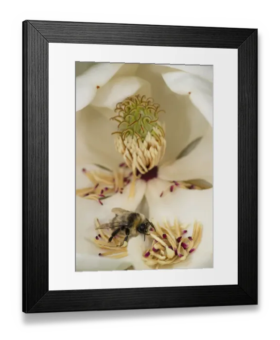 Framed Print : Bumblebee (Bombus sp) looking for pollen amongst fallen Southern magnolia (Magnolia Framed Print : Bumblebee (Bombus sp) looking for pollen amongst fallen Southern magnolia (Magnolia