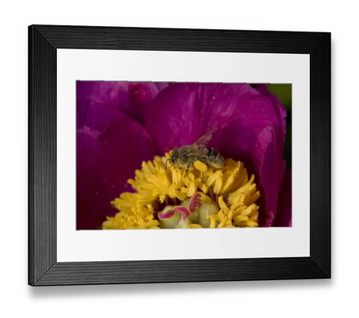 Framed Print : Honey bee (Apis mellifera) foraging on Peony (Paeonia officinalis) pollen. Surrey, England, UK Framed Print : Honey bee (Apis mellifera) foraging on Peony (Paeonia officinalis) pollen. Surrey, England, UK