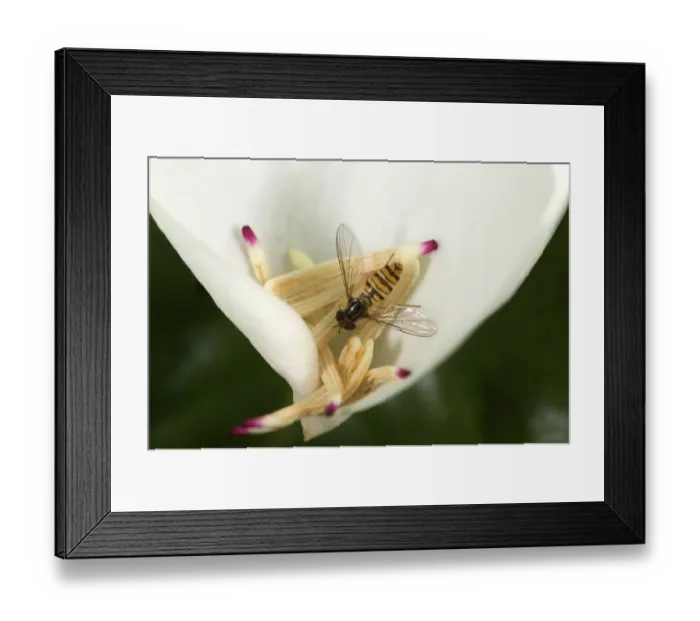 Framed Print : Marmalade hoverfly (Episyrphus balteatus) feeding on pollen on fallen Southern magnolia Framed Print : Marmalade hoverfly (Episyrphus balteatus) feeding on pollen on fallen Southern magnolia