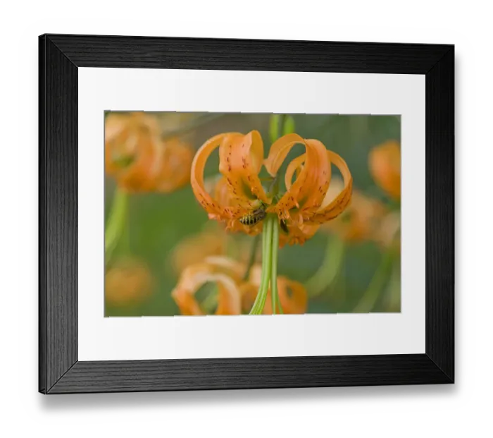 Framed Print : Wasp (Hymenoptera) robbing nectar from Henrys lily (Lilium henryi). Surrey, England, UK Framed Print : Wasp (Hymenoptera) robbing nectar from Henrys lily (Lilium henryi). Surrey, England, UK