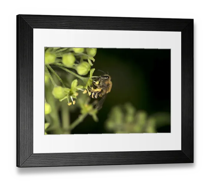 Framed Print : Ivy bee (Colletes hederae) female collecting pollen from Ivy (Hedera helix). Surrey, England, UK Framed Print : Ivy bee (Colletes hederae) female collecting pollen from Ivy (Hedera helix). Surrey, England, UK