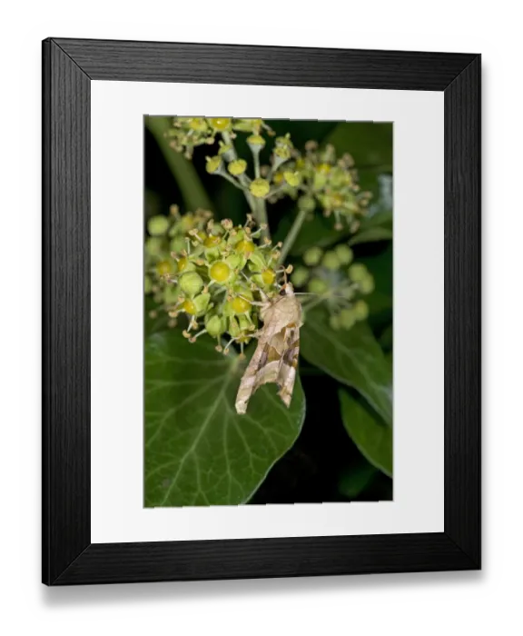 Framed Print : Angle shades moth (Phlogophora meticulosa) nectaring on Ivy (Hedera helix) at night Framed Print : Angle shades moth (Phlogophora meticulosa) nectaring on Ivy (Hedera helix) at night