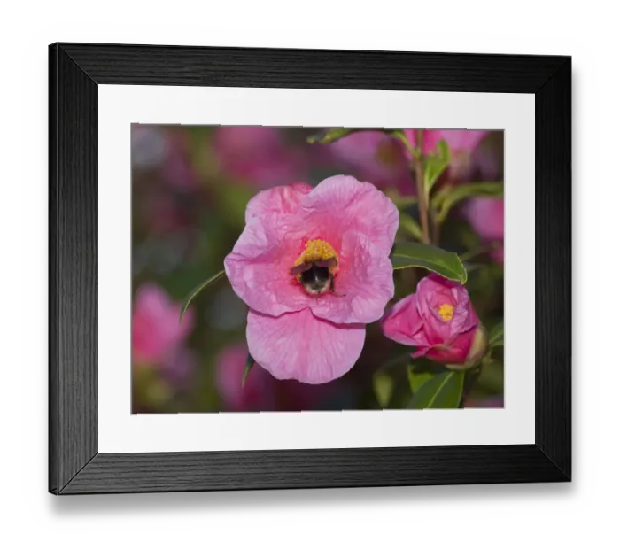 Framed Print : Tree bumblebee (Bombus hypnorum) nectaring on Camellia St Ewe (Camellia u williamsii) Framed Print : Tree bumblebee (Bombus hypnorum) nectaring on Camellia St Ewe (Camellia u williamsii)
