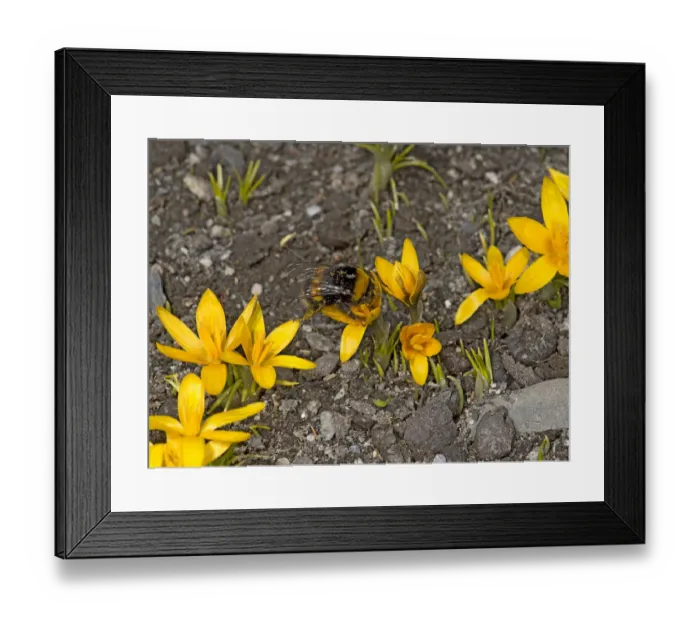 Framed Print : Bumblebee (Bombus sp) queen feeding on Crocus (Crocus korolkowii), covered in pollen Framed Print : Bumblebee (Bombus sp) queen feeding on Crocus (Crocus korolkowii), covered in pollen