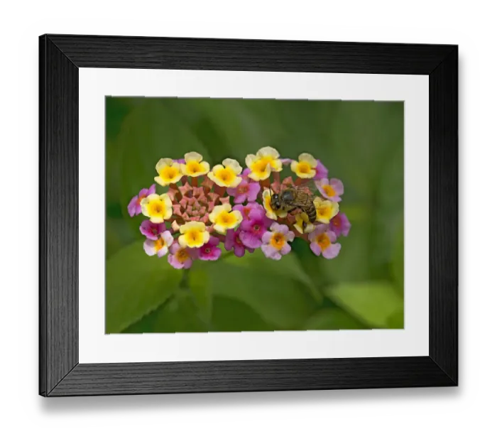 Framed Print : Honey bee (Apis mellifera) nectaring on freshly opened yellow Lantana (Lantana camara) flowers Framed Print : Honey bee (Apis mellifera) nectaring on freshly opened yellow Lantana (Lantana camara) flowers