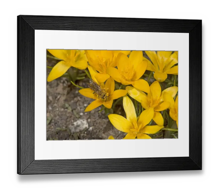 Framed Print : Solitary bee (Apoidea) feeding on Crocus (Crocus korolkowii), covered in pollen. Ansob Pass Framed Print : Solitary bee (Apoidea) feeding on Crocus (Crocus korolkowii), covered in pollen. Ansob Pass