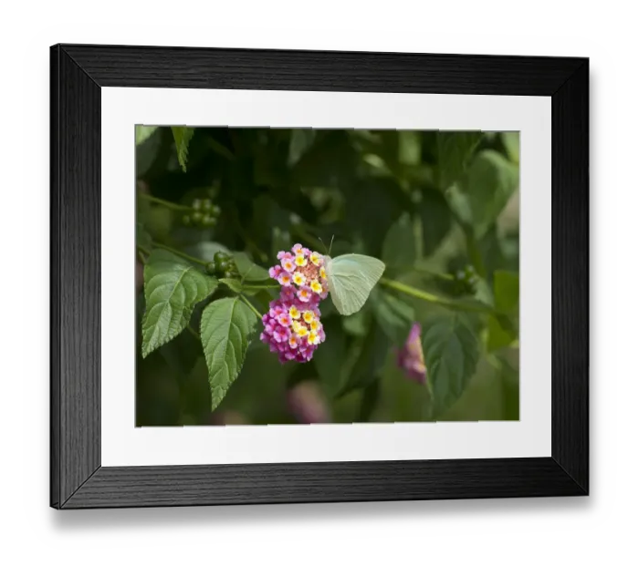 Framed Print : Cambridge vagrant butterfly (Nepheronia thalassina) nectaring on Lantana (Lantana camara) Framed Print : Cambridge vagrant butterfly (Nepheronia thalassina) nectaring on Lantana (Lantana camara)