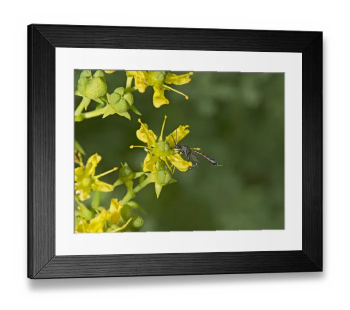 Framed Print : Parasitic wasp (Gasteruption assectator) nectaring on Common rue (Ruta graveolens) Framed Print : Parasitic wasp (Gasteruption assectator) nectaring on Common rue (Ruta graveolens)