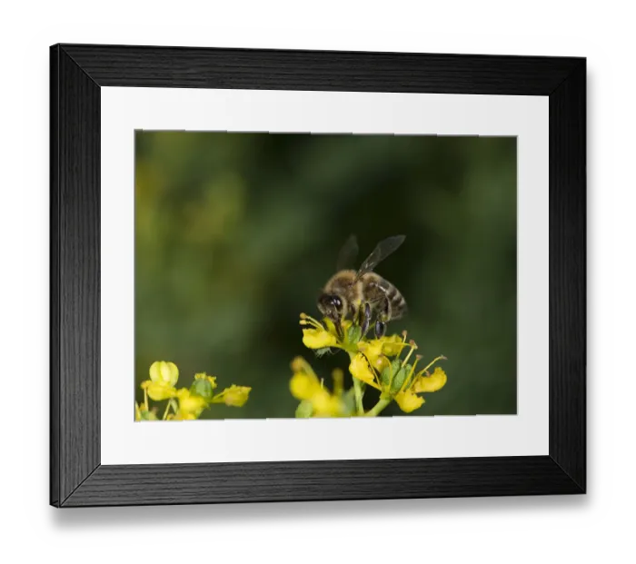 Framed Print : Honey bee (Apis mellifera) extending proboscis to nectar on Common rue (Ruta graveolens) Framed Print : Honey bee (Apis mellifera) extending proboscis to nectar on Common rue (Ruta graveolens)