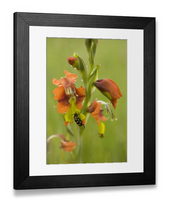 Framed Print : Spotted blister beetle (Ceroctis capensis) feeding on Gladiolus (Gladiolus alatus) petals Framed Print : Spotted blister beetle (Ceroctis capensis) feeding on Gladiolus (Gladiolus alatus) petals
