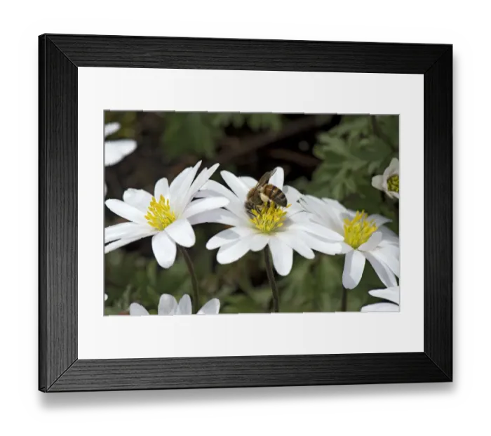 Framed Print : Honey bee (Apis mellifera) with full pollen baskets feeding on Balkan anemone (Anemone blanda) Framed Print : Honey bee (Apis mellifera) with full pollen baskets feeding on Balkan anemone (Anemone blanda)