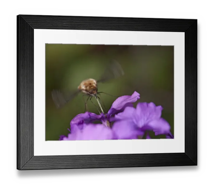 Framed Print : Common bee fly (Bombylius major) hovering whilst nectaring on Honesty (Lunaria annua) Framed Print : Common bee fly (Bombylius major) hovering whilst nectaring on Honesty (Lunaria annua)