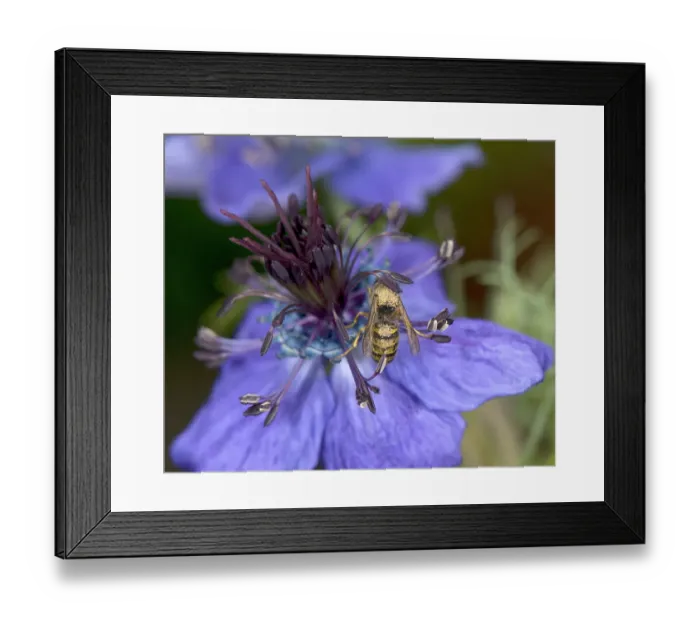 Framed Print : Wasp walking around a Spanish love-in-a-mist (Nigella hispanica) flower to sip nectar Framed Print : Wasp walking around a Spanish love-in-a-mist (Nigella hispanica) flower to sip nectar
