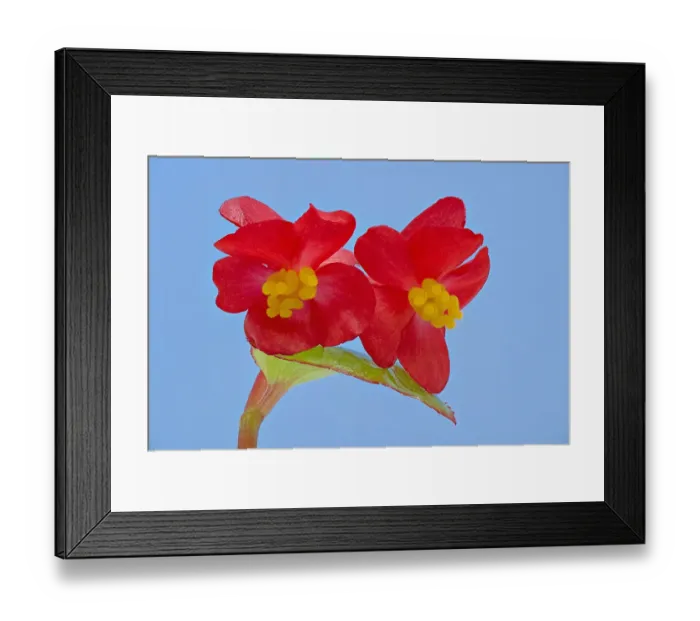 Framed Print : Stigmas in female flowers of single Wax begonia (Begonia semperflorens group) mimic Framed Print : Stigmas in female flowers of single Wax begonia (Begonia semperflorens group) mimic