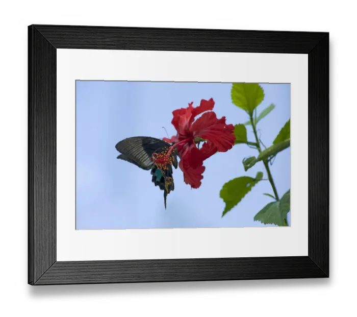 Framed Print : Chinese peacock butterfly (Papilio bianor) drinking nectar from a Hibiscus flower Framed Print : Chinese peacock butterfly (Papilio bianor) drinking nectar from a Hibiscus flower