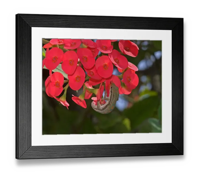 Framed Print : Day gecko (Phelsuma sp. ) with extended tongue lapping up nectar from crown of thorns Framed Print : Day gecko (Phelsuma sp. ) with extended tongue lapping up nectar from crown of thorns