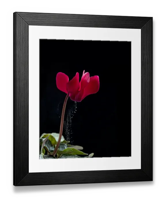 Framed Print : Pollen release from cyclamen flower via sonication, which mimics buzz pollination