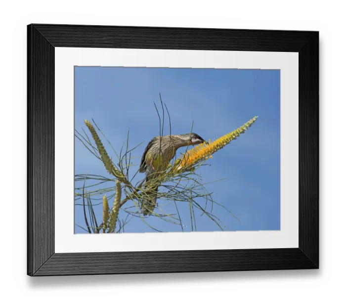 Framed Print : Red wattlebird (Anthochaera carunculata) feeding on nectar of flame grevillea (Grevillea