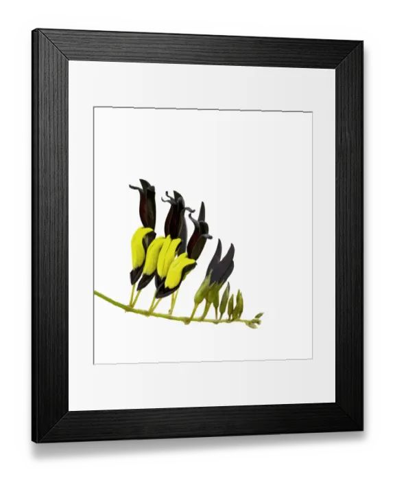 Framed Print : Black coral vine (Kennedia nigricans) flowers, pollinated by honeyeaters (showing Framed Print : Black coral vine (Kennedia nigricans) flowers, pollinated by honeyeaters (showing