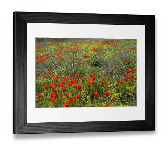 Framed Print : Grand-flowered horned poppies (Glaucium grandiflorum) in southern Turkey, June