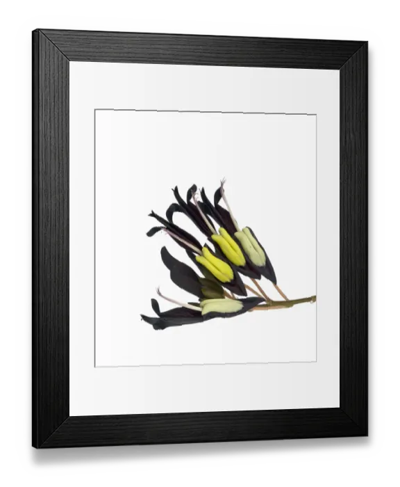 Framed Print : Black coral vine (Kennedia nigricans) flowers, pollinated by honeyeaters (flowers Framed Print : Black coral vine (Kennedia nigricans) flowers, pollinated by honeyeaters (flowers