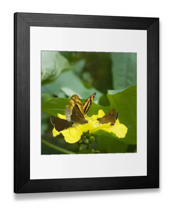 Framed Print : Butterflies and day flying moths feed from Loofah flower (Luffa cylindrica) and pick Framed Print : Butterflies and day flying moths feed from Loofah flower (Luffa cylindrica) and pick