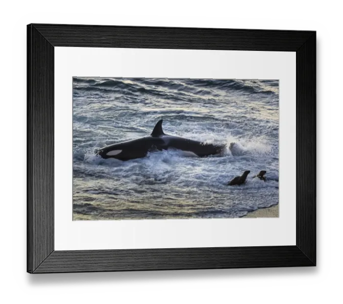 Framed Print : Orca (Orcinus orca) hunting South American sealion (Otaria flavescens) close to shore Framed Print : Orca (Orcinus orca) hunting South American sealion (Otaria flavescens) close to shore