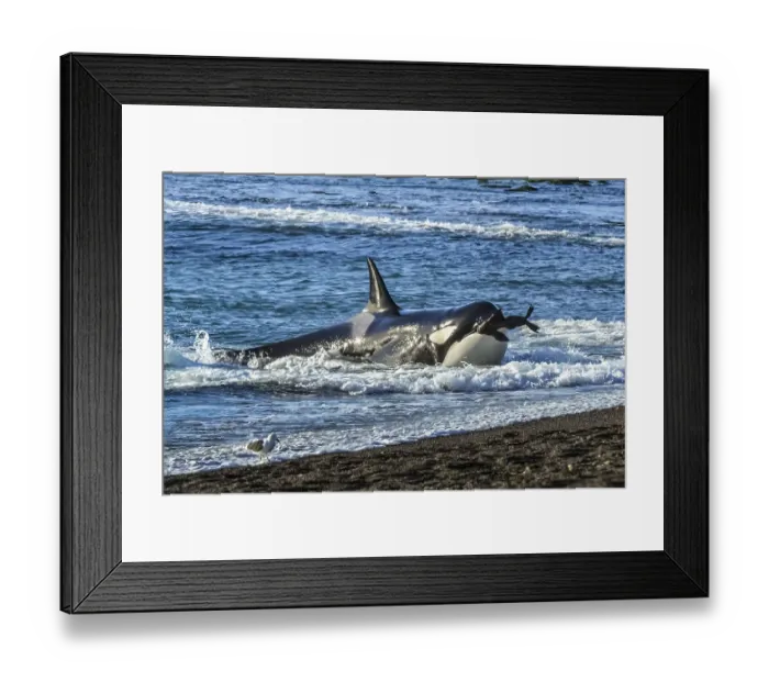 Framed Print : Orca (Orcinus orca) with South American sealion (Otaria flavescens) in mouth, beaching Framed Print : Orca (Orcinus orca) with South American sealion (Otaria flavescens) in mouth, beaching