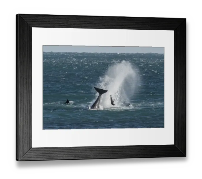 Framed Print : Orca (Orcinus orca) pod hunting Sealion, tossing it out of the sea, Punta Norte, Valdez Peninsula Framed Print : Orca (Orcinus orca) pod hunting Sealion, tossing it out of the sea, Punta Norte, Valdez Peninsula