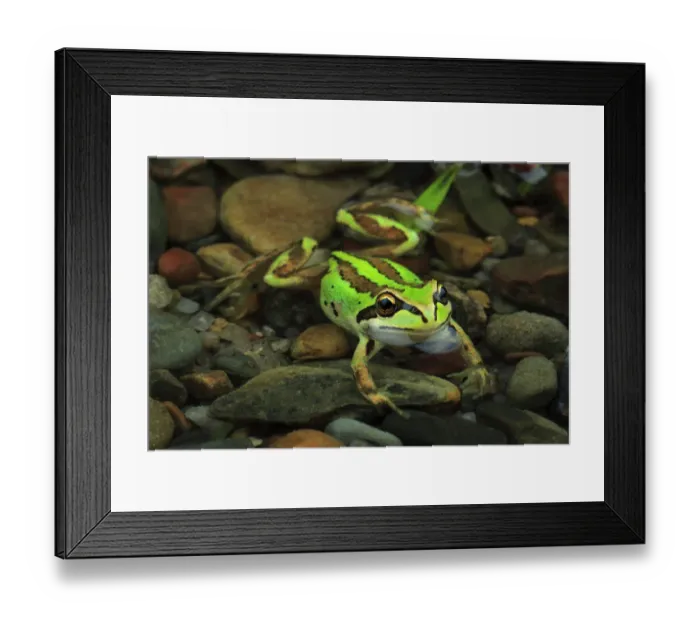 Framed Print : Alpine tree frog (Litoria verreauxii alpina) female from alpine meadow habitat, Kiandra Framed Print : Alpine tree frog (Litoria verreauxii alpina) female from alpine meadow habitat, Kiandra