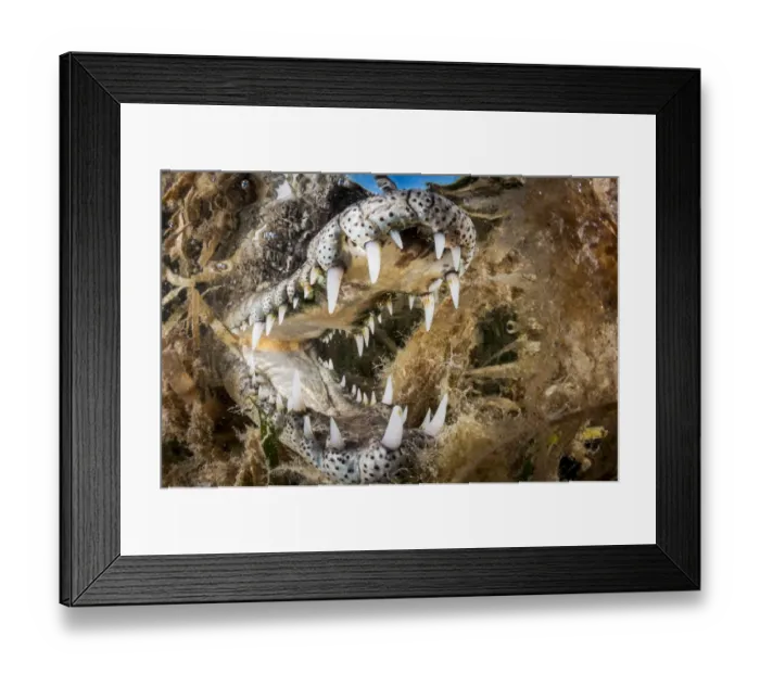 Framed Print : American crocodile (Crocodylus acutus) with open mouth amongst Seagrass (Alismatales) Framed Print : American crocodile (Crocodylus acutus) with open mouth amongst Seagrass (Alismatales)